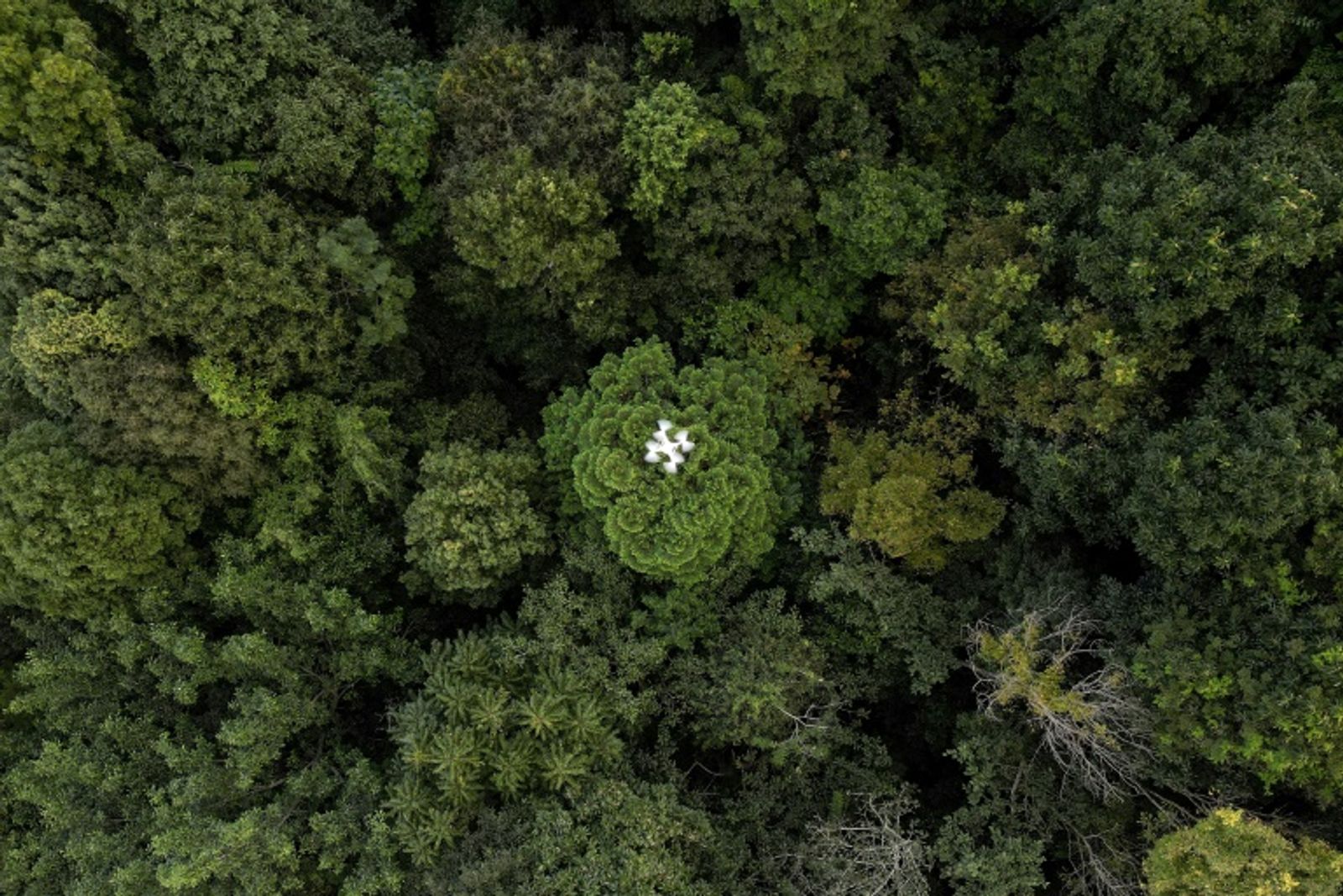 Palm oil -- the sworn enemy of environmental defenders -- is 'an insanely productive plant' that generates far more oil per hectare of land than alternatives like soybean and coconut, says Hannah Ritchie (AFP)
