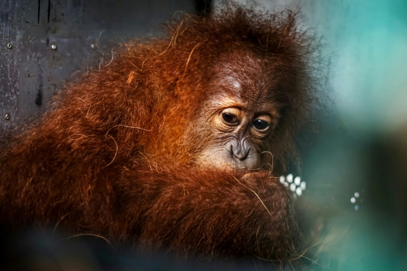 A Sumatran orangutan, one of the species at risk from deforestation according to the new report (AFP)