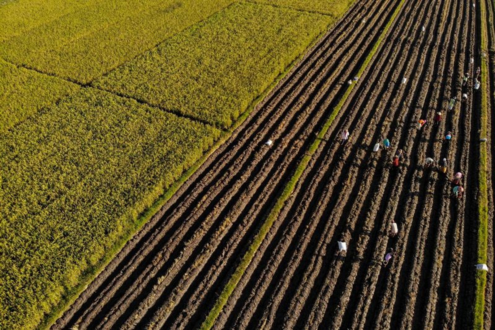 FILE PHOTO: Aerial photo shows farmers planting corn in the Kunjang rice fields, Kediri, East Java province, Indonesia, April 10, 2023, in this photo taken by Antara Foto. Antara Foto/Muhammad Mada/via REUTERS /File Photo