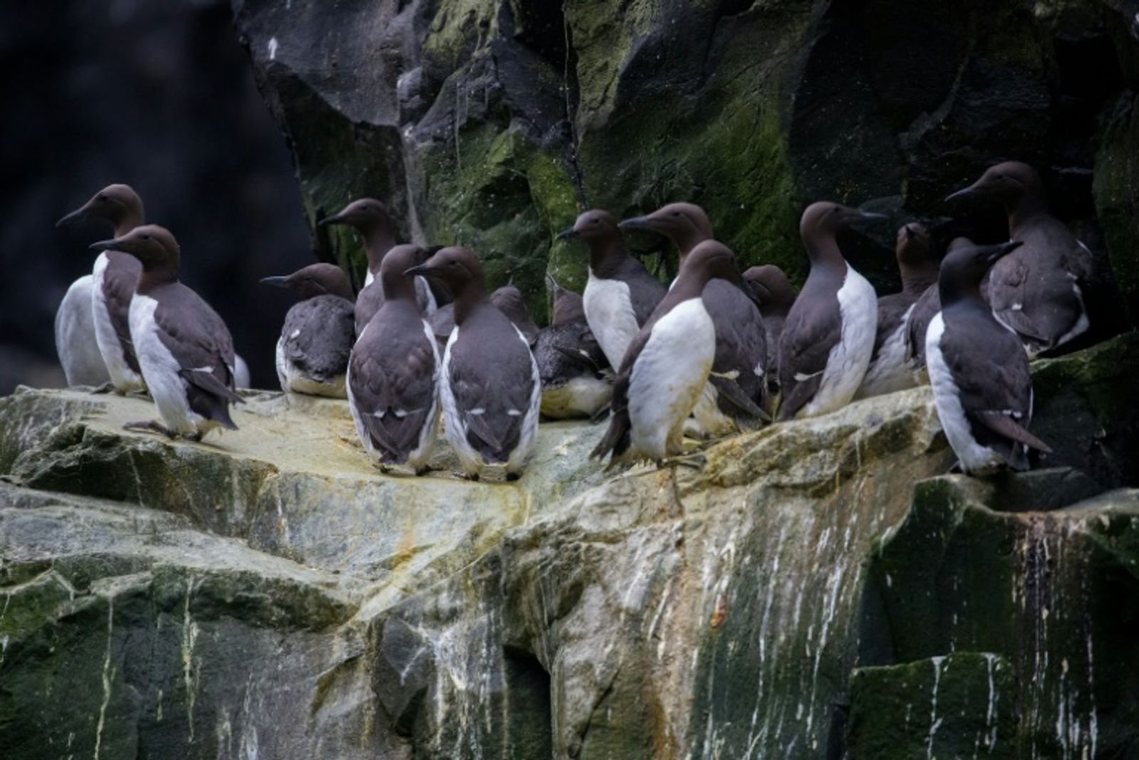 This handout photo provided by the US Fish and Wildlife Service (USFWS) shows common murres clustered together on a cliff ledge at the Alaska Maritime National Wildlife Refuge on July 30, 2019 (US FISH & WILDLIFE SERVICE)